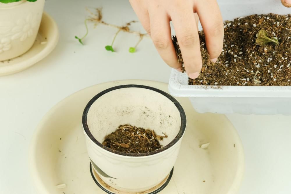 养花|养花的“旧土”这样处理,秒变新的营养土,养啥都旺!