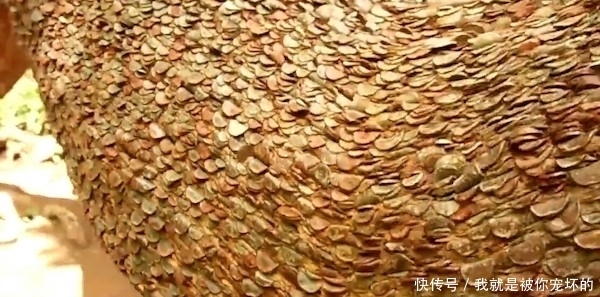 真相|树上长满硬币,大伙称它为“摇钱树”,背后的真相让人佩服