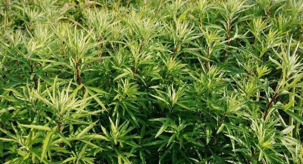 用处|它常生长于河滩边,清香扑鼻用处广泛,市场价数十元一斤还难买到