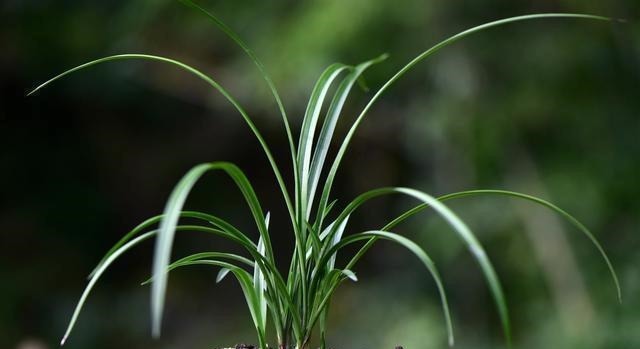 怎么判断兰花缺少氮磷钾?学会这三招,养不好兰花都难