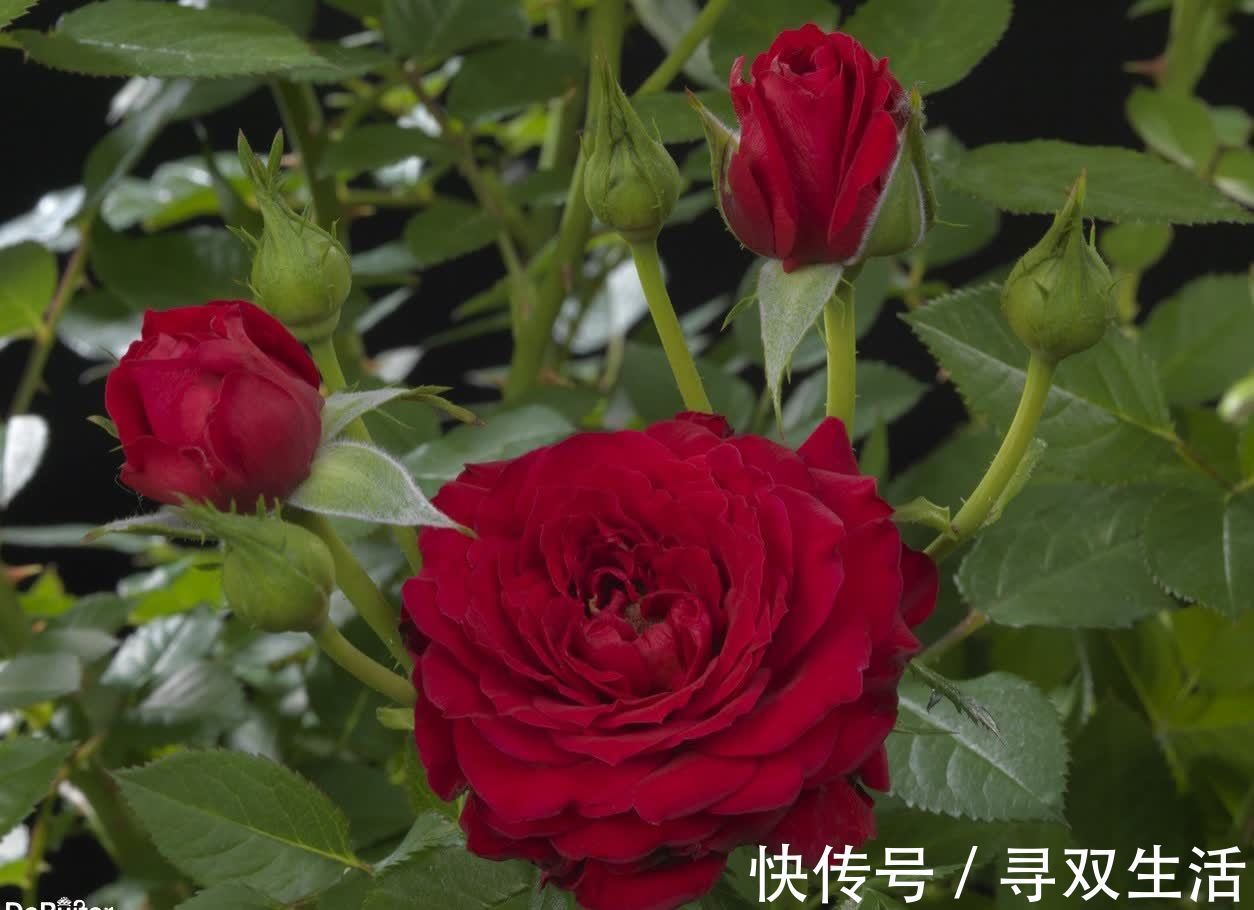 四季|可爱迷人的3种花，美不输玫瑰，四季开花，种植容易，很值得入手
