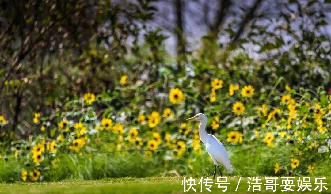 花海|今秋的向日葵花海迎来最佳观赏期，还有公园免费送花