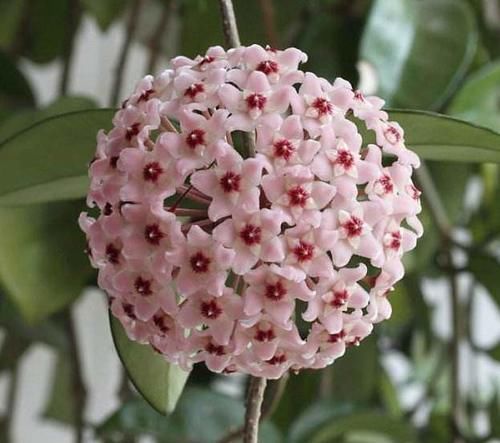 浇水|4种花耐阴能力强，而且都是观花植物，家里光照不好也能养