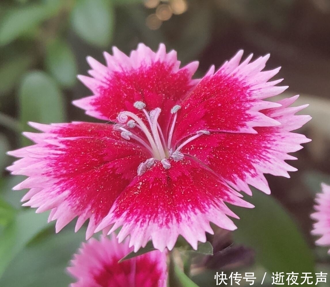 植物|倒春寒来袭，养花5件事不能做，不然花熬不过去全死了