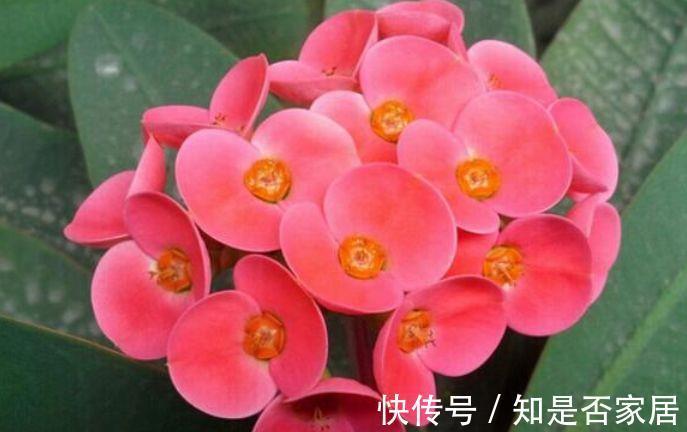 花卉|从9月15日开始,家养此款花卉,好养又漂亮,香味十足