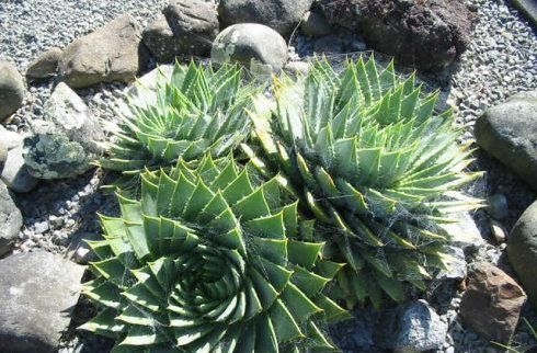 高山雪莲|一盆芦荟1万多,一棵能长50年,越老越值钱,你见过芦荟女王吗