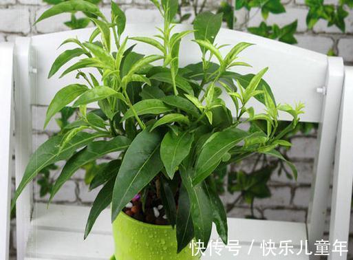 锯末|别再浇水了,花都是被你浇死的,教你1招,家里花草轻松爆盆