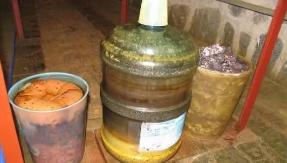 养殖巴西鸢尾，不局限搁室内、室外，却需注意这些小细节