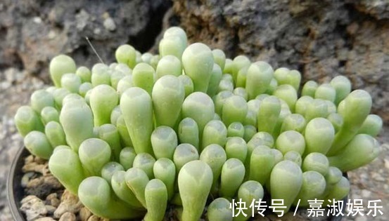 十八摄氏度|想要多肉“五十铃玉”温润如玉、爆盆开花,我教你几招,盆盆爆!