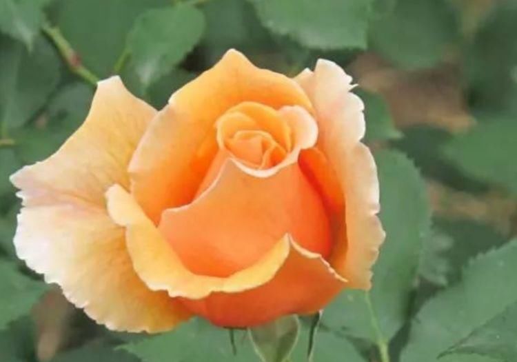 养花就养4种花,好养易活花量大,双喜迎门,新的一年好兆头