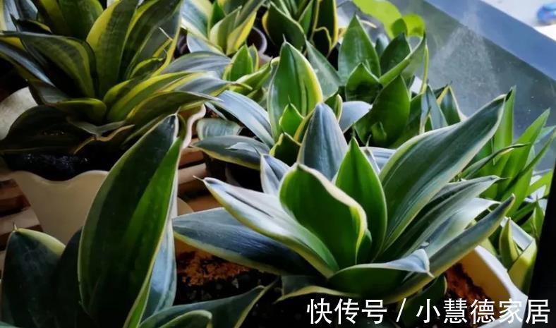 浇灌|建议新人制作果皮水养花,肥效温和持久,原材料好筹集