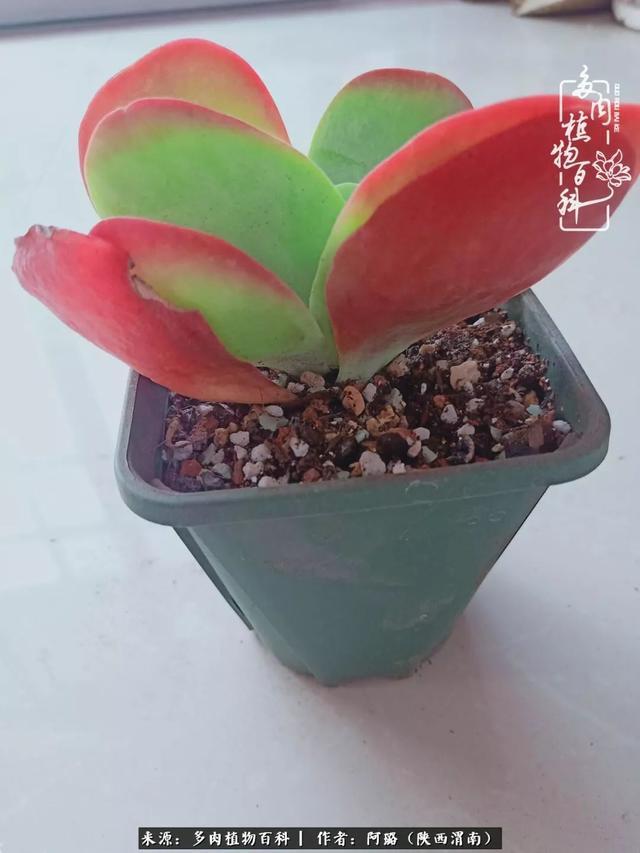 这些年养的那些多肉！附靠谱的多肉度夏小技巧！