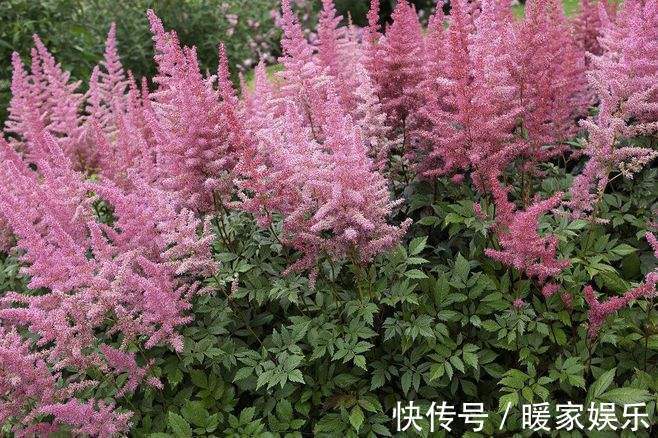 此花药用价值高,便宜好养活,家种几盆,小痛小病不用再买药