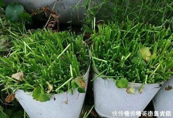 养护|此5种花“最怕冻”,冬至过后,搬入“室内”好过冬,不然剩空盆