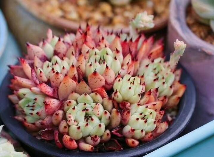 多肉浇水秘笈,各位肉友大神们怎么看