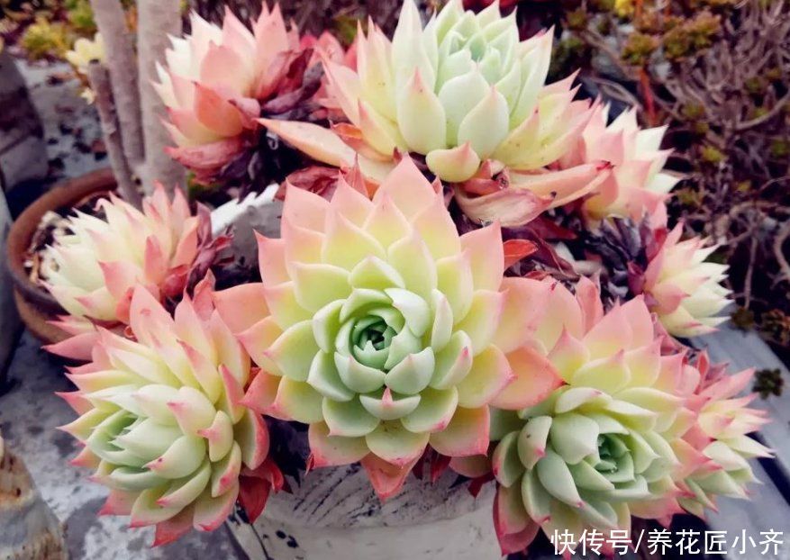 多肉用什么土合适?“酸土”叶片红,“碱土”叶片黄,各有各的美