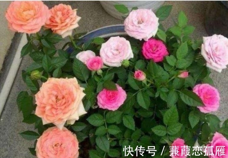 月季|几种花养家里,谁见了都喜欢,第二种已经被迷住了!
