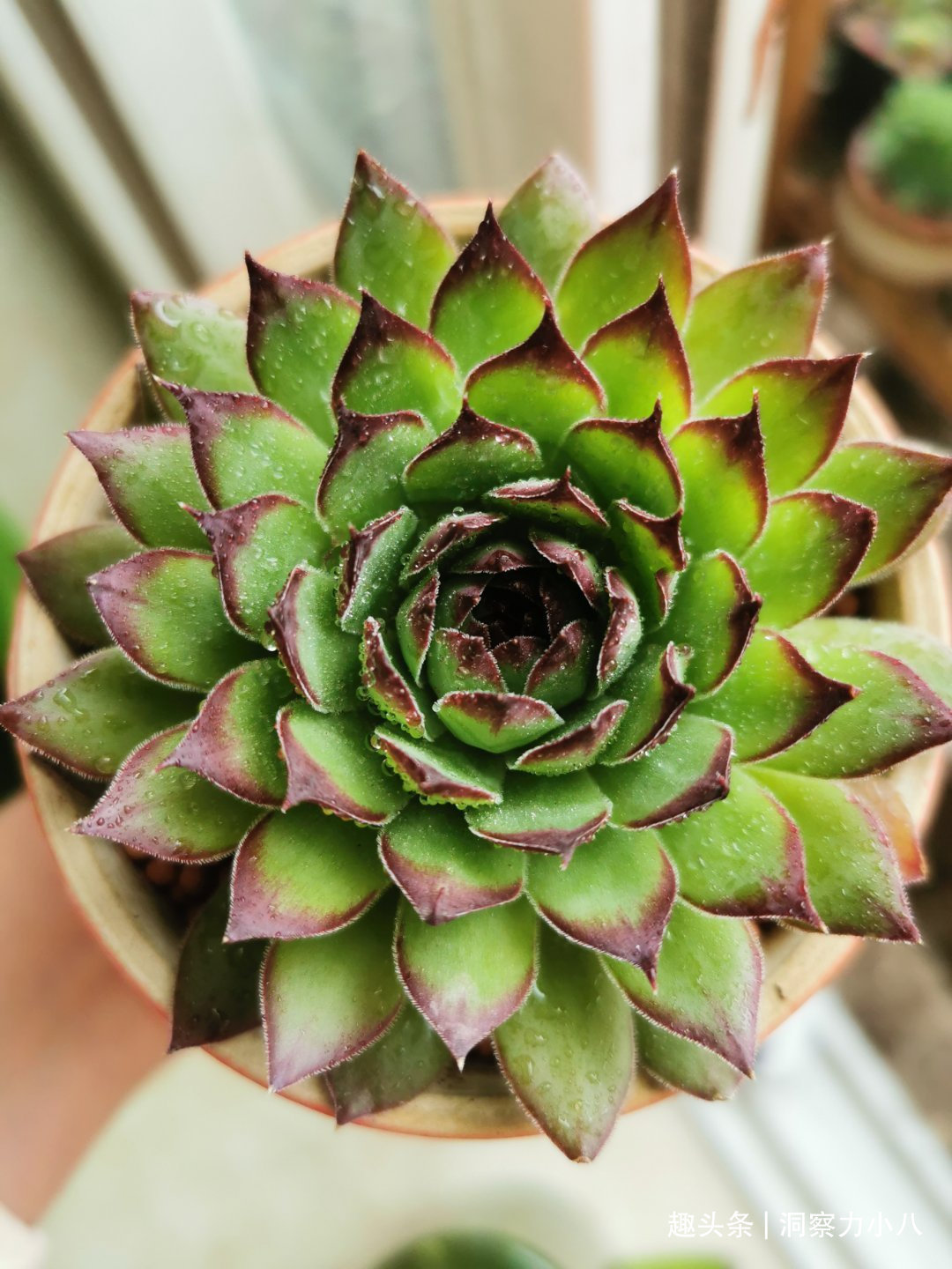 走下神坛的“三多肉”,叶色斑斓“易群生”,不出状态也很仙