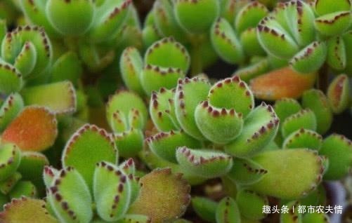 多肉熊童子怎么养教你盆栽熊童子的3个小妙招,肉嘟嘟的特可爱