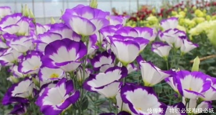 开花|4种花好漂亮,打理简单易爆盆,越晒长得越旺