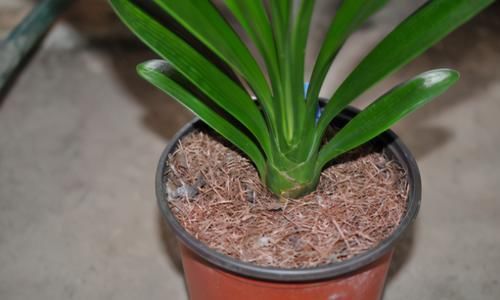 肥力|作为养花人,有机会就多收集些它们,看着不起眼却全是好东西