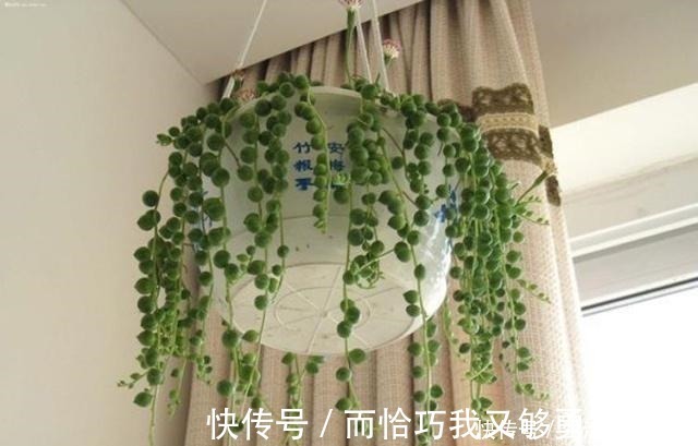 紫吊兰|这“4种”吊兰,你肯定没见过,养一盆在家,谁见谁稀罕!