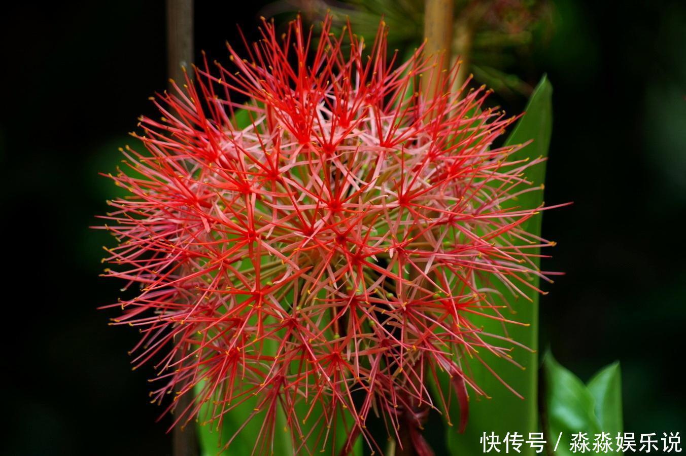 此花鲜艳夺目，有很强的观赏价值，像仙人球一样给人一种神秘感