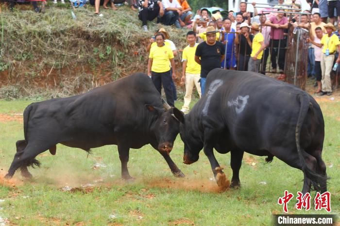斗牛场上,一头黄牛发起攻势,另一头黄牛败阵逃跑.