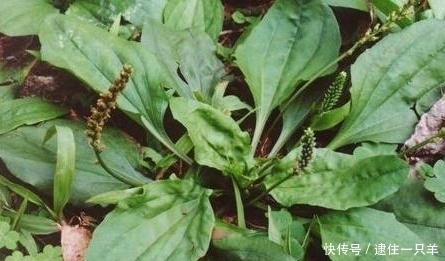 农村这种常见的野草,竟然是藏在民间的治病草药,你见过吗?