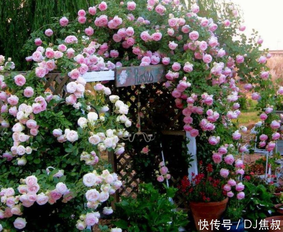 家有庭院必养1种花,开花量大,花朵美,庭院轻松美成花海