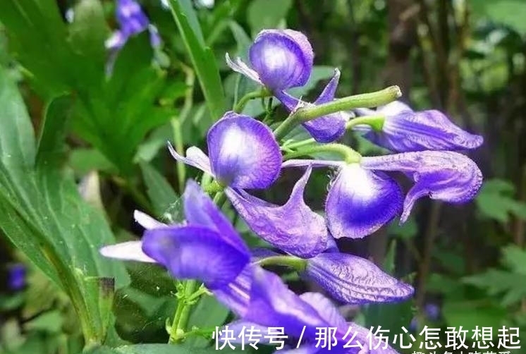 数据库|漂亮的有毒花，认识20种“大毒花”，涨知识不吃亏