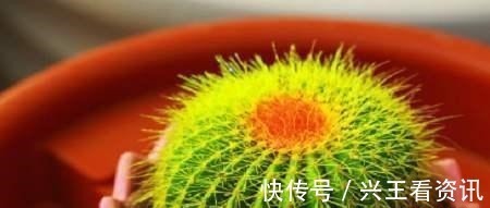 花卉|5种花“不吉利”,再喜欢也别放“室内”,你家若有,抓紧搬出去