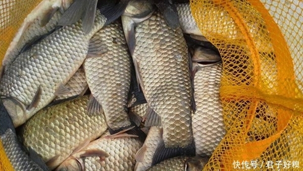 鲫鱼|离底钓鲫鱼的几种方法,冬季别只盯着钓底,改变下思路,上鱼更多