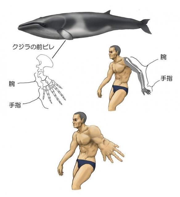 进击巨人|被伊藤润二支配的恐惧!日本插画师另类思路引话题