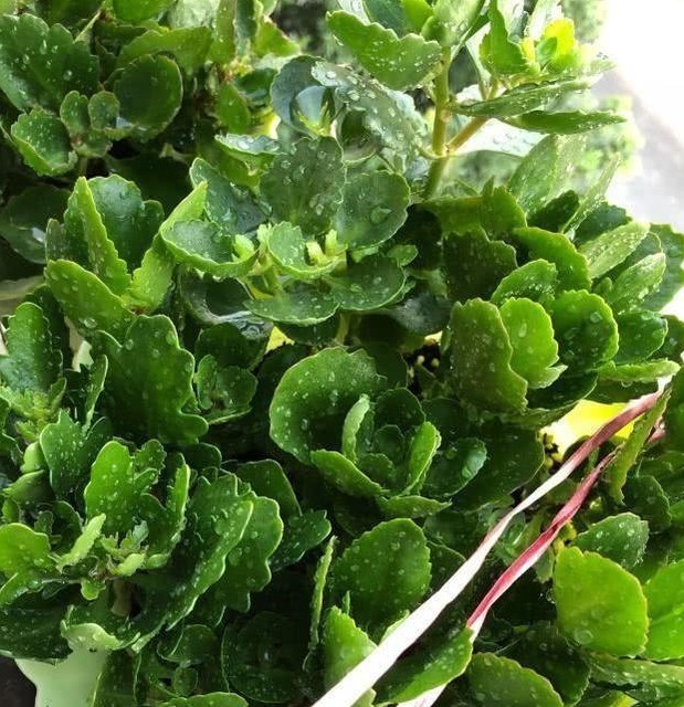 黄叶|长寿花不长还黄叶用3法急救,轻松解决,爆成大花球