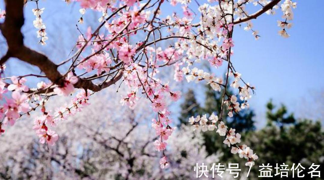 游园不值#叶绍翁这首经典的七绝《烟村》,也是一首难得的佳作,写得很唯美