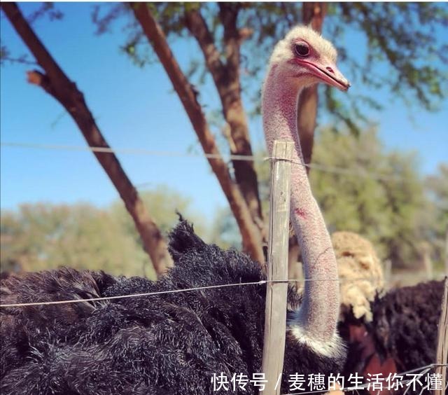吃鸵鸟肉的人不多,为啥还那么多人养原来还有这些用途