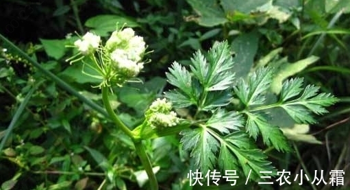 药用价值|农村一种野草可以祛风止痛,以前农民不认识,现在一斤50块