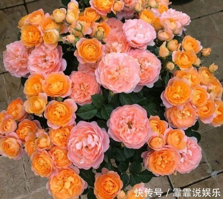 家适合养在阳台的花卉,花香易打理轻松开出花海,养在客厅美极了