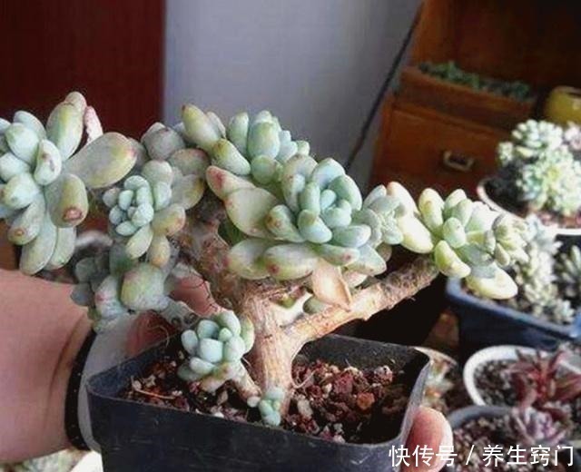 伤口处|想要多肉“崽子”爆盆就得“砍头”吗还有1个诀窍,7天爆6芽头!