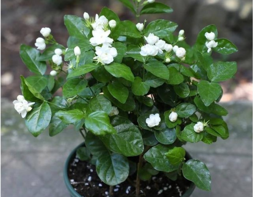 “洗衣粉”养花有奇效1周后，叶绿花大，满屋子飘香，养啥都旺