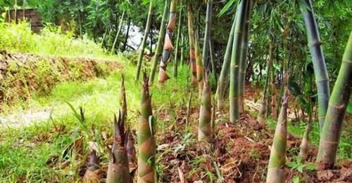 蛋白质|这东西,营养比牛奶还丰富,富含维生素和蛋白质,野外就有!