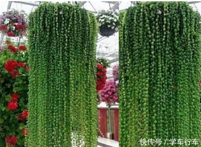 “吊着养”的多肉,不要控养撒欢长,千珠万珠垂落,阳台一片好景!