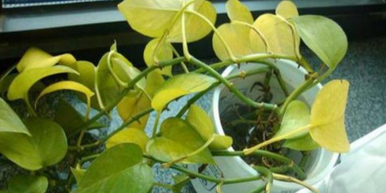 绿萝老黄叶,改掉你的坏习惯,绿萝精神抖擞,叶片油绿长得快