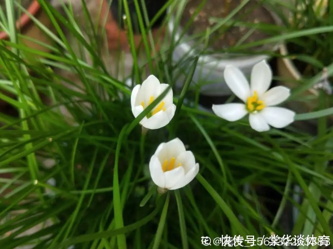 酸性|天生爱淋雨的花，多淋几次，连肥料都省了