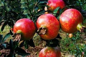 蒲公英|前列腺炎的“克星”被找到,男人尽量多吃,或能让前列腺变的更好