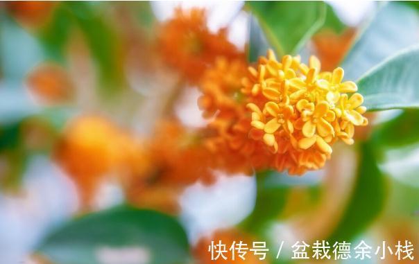 34种常见花草耐冻极限温度,哪些该搬到室内养,一清二楚