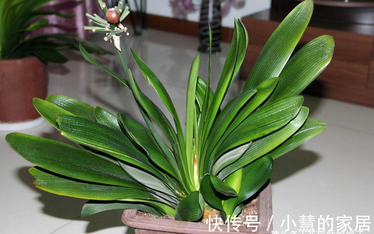 养好君子兰要先养好根,四种东西养根又护根,是多年经验的积累