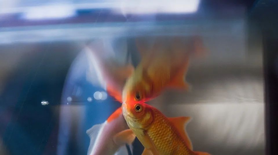 金鱼追星几天后产卵