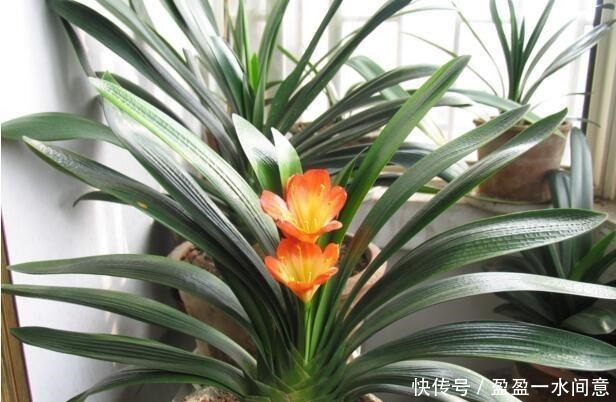 春天养花不用愁,藏厨房里的“它”,取出1勺浇盆里,啥花都疯长!